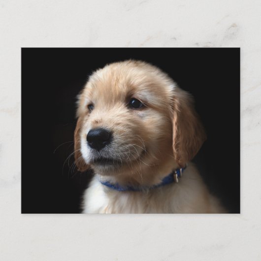 Cutest Baby Animals | Golden Retriever Puppy ポストカード (正面)