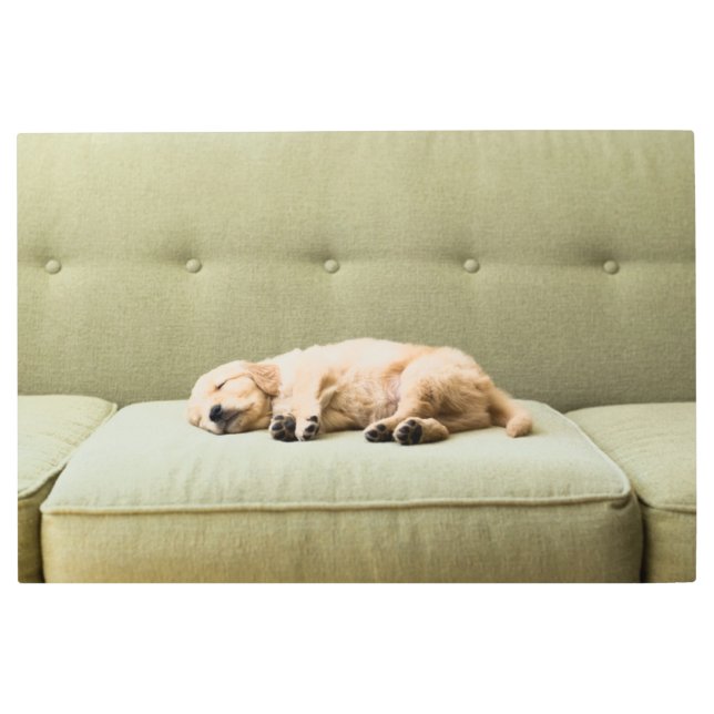 Cutest Baby Animals | Golden Retriever Puppy 2 メタルプリント (正面)