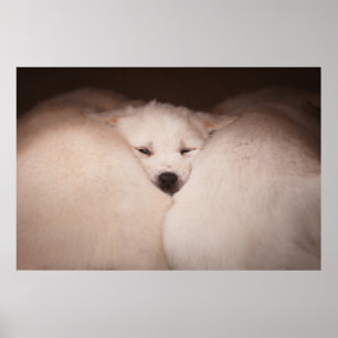 Cutest Baby Animals Golden Retriever Snuggle ポスター
