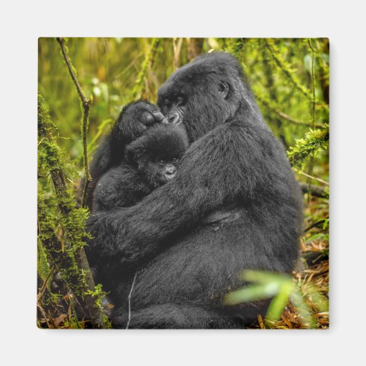 Cutest Baby Animals | Gorilla & Baby マグネット (正面)