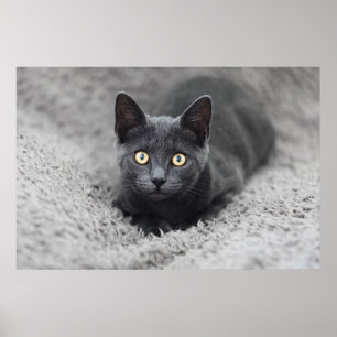 Cutest Baby Animals Grey Cat ポスター