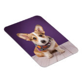 Cutest Baby Animals | Halloween Corgi マグネット (右側)