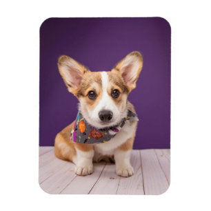 Cutest Baby Animals Halloween Corgi マグネット