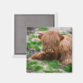 Cutest Baby Animals | Highland Cow Calf マグネット (正面/裏面)