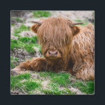 Cutest Baby Animals | Highland Cow Calf マグネット<br><div class="desc">This cute Getty Images photo features a Faroe Islands</div>