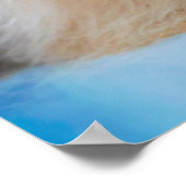 Cutest Baby Animals | Himalayan Cat ポスター (角)