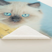 Cutest Baby Animals | Himalayan Seal Point Cat シェルパブランケット (3/4)