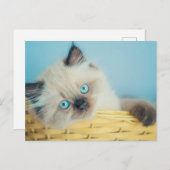 Cutest Baby Animals | Himalayan Seal Point Cat ポストカード (正面/裏面)