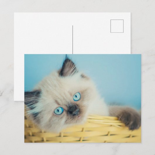 Cutest Baby Animals | Himalayan Seal Point Cat ポストカード (正面/裏面)