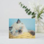 Cutest Baby Animals | Himalayan Seal Point Cat ポストカード (スタンド正面)