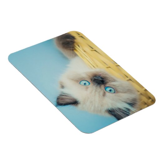 Cutest Baby Animals | Himalayan Seal Point Cat マグネット (右側)