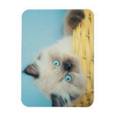 Cutest Baby Animals | Himalayan Seal Point Cat マグネット (縦)