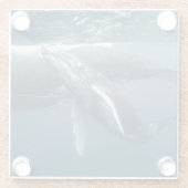 Cutest Baby Animals | Humpback Whale Calf ガラスコースター (裏面)