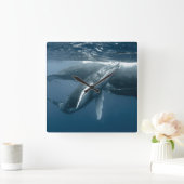 Cutest Baby Animals | Humpback Whale Calf スクエア壁時計 (ホーム)