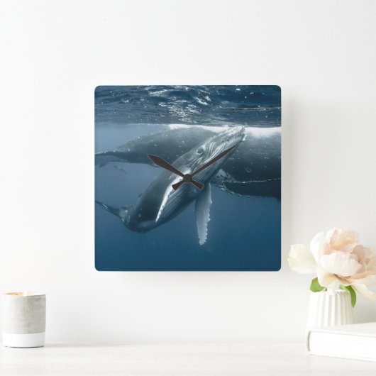 Cutest Baby Animals | Humpback Whale Calf スクエア壁時計 (ホーム)