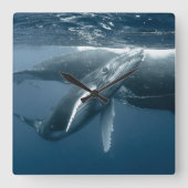 Cutest Baby Animals | Humpback Whale Calf スクエア壁時計 (正面)