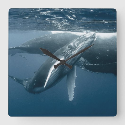 Cutest Baby Animals | Humpback Whale Calf スクエア壁時計 (正面)