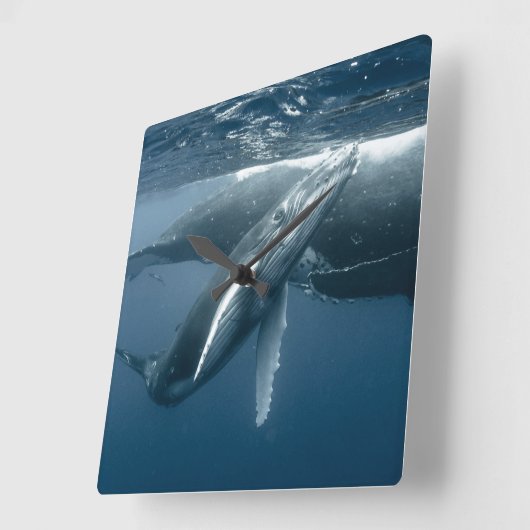 Cutest Baby Animals | Humpback Whale Calf スクエア壁時計 (傾斜)