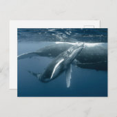 Cutest Baby Animals | Humpback Whale Calf ポストカード (正面/裏面)
