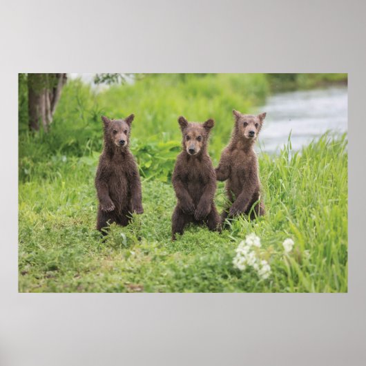 Cutest Baby Animals | Kamchatka Brown Bear Cubs ポスター (正面)