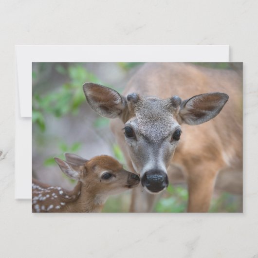 Cutest Baby Animals | Key Deer Stag & Fawn サンキューカード (正面)