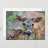 Cutest Baby Animals | Key Deer Stag & Fawn サンキューカード (正面/裏面)