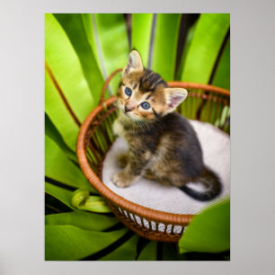 Cutest Baby Animals Kitten in Basket ポスター