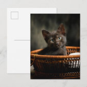 Cutest Baby Animals | Kitten in Basket ポストカード (正面/裏面)