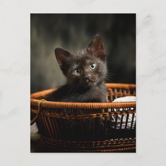 Cutest Baby Animals | Kitten in Basket ポストカード (正面)