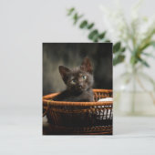 Cutest Baby Animals | Kitten in Basket ポストカード (スタンド正面)