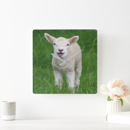 Cutest Baby Animals | Lil Lamb スクエア壁時計 (ホーム)
