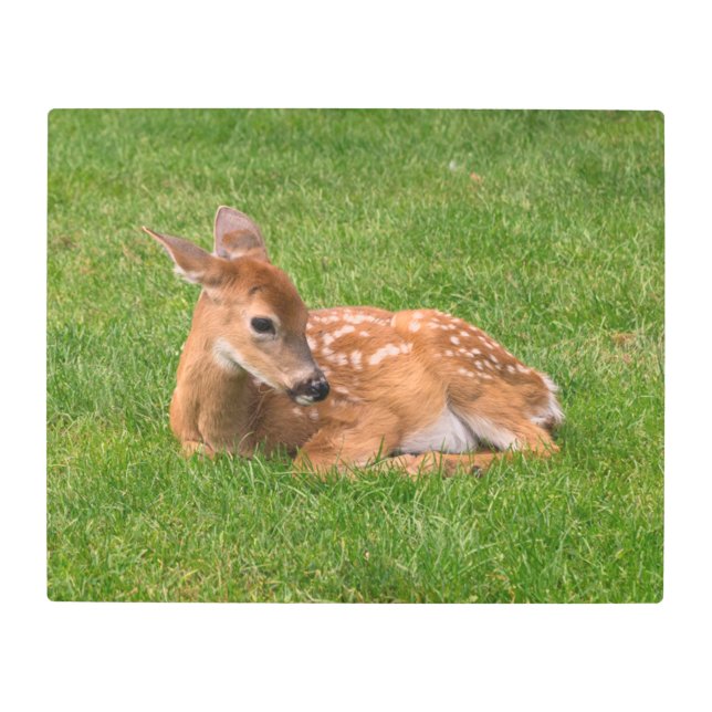 Cutest Baby Animals | Little Fawn メタルプリント (正面)