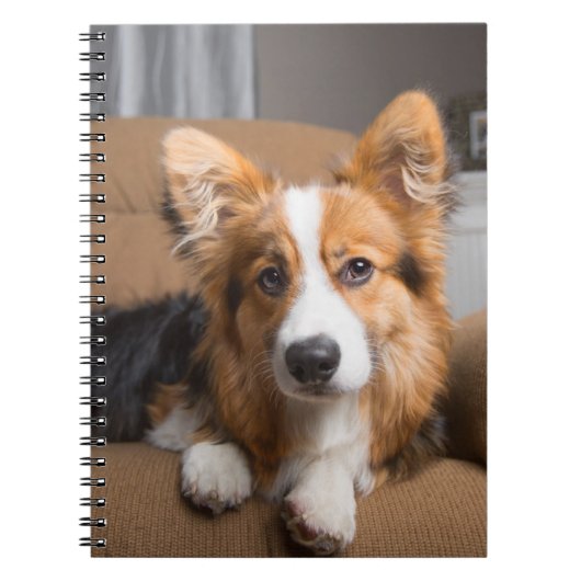 Cutest Baby Animals | Long Hair Corgi Puppy ノートブック (正面)