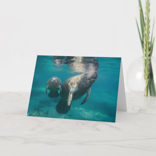 Cutest Baby Animals | Manatee & Baby カード (正面)