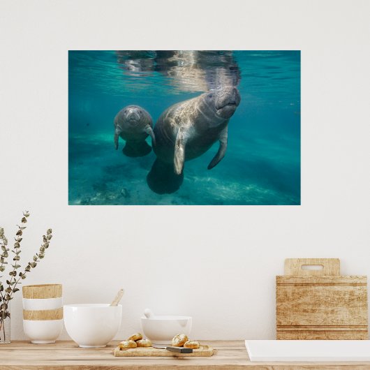 Cutest Baby Animals | Manatee & Baby ポスター (キッチン)