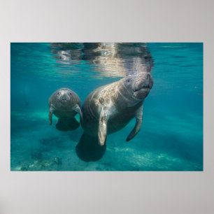 Cutest Baby Animals Manatee & Baby ポスター