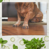 Cutest Baby Animals | Mini Dachshund Puppy キッチンタオル (折り畳み)