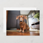 Cutest Baby Animals | Mini Dachshund Puppy ポストカード (正面/裏面)