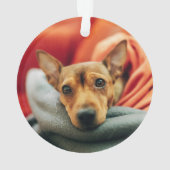 Cutest Baby Animals | Miniature Pinscher オーナメント (裏面)