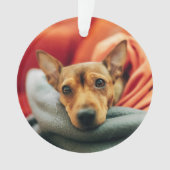 Cutest Baby Animals | Miniature Pinscher オーナメント (正面)