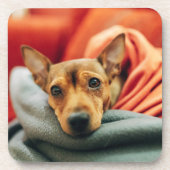 Cutest Baby Animals | Miniature Pinscher コースター (正面)