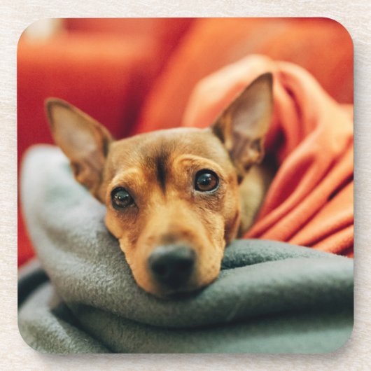 Cutest Baby Animals | Miniature Pinscher コースター (正面)