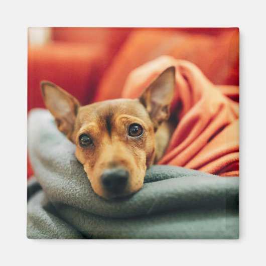 Cutest Baby Animals | Miniature Pinscher マグネット (正面)