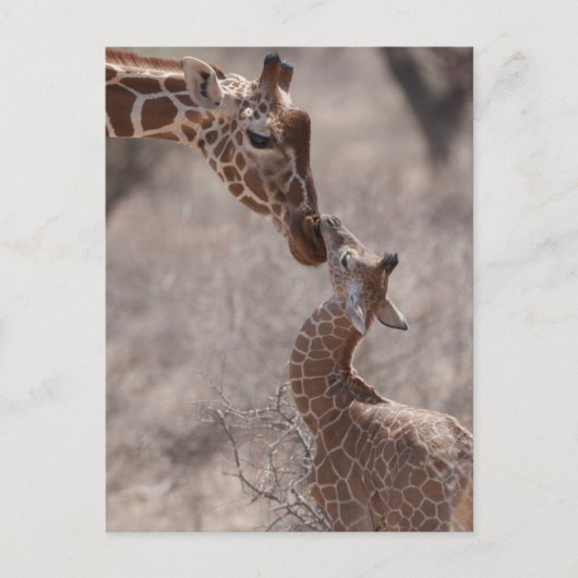 Cutest Baby Animals | Mother and Baby Giraffe ポストカード (正面)