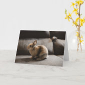 Cutest Baby Animals | Netherland Dwarf Rabbit カード (黄色い花)