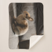 Cutest Baby Animals | Netherland Dwarf Rabbit シェルパブランケット (正面)