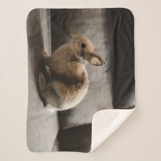Cutest Baby Animals | Netherland Dwarf Rabbit シェルパブランケット (正面)