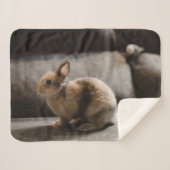 Cutest Baby Animals | Netherland Dwarf Rabbit シェルパブランケット (正面(横))