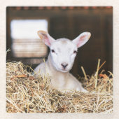 Cutest Baby Animals | Newborn Lamb ガラスコースター (正面)