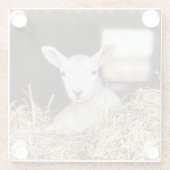 Cutest Baby Animals | Newborn Lamb ガラスコースター (裏面)